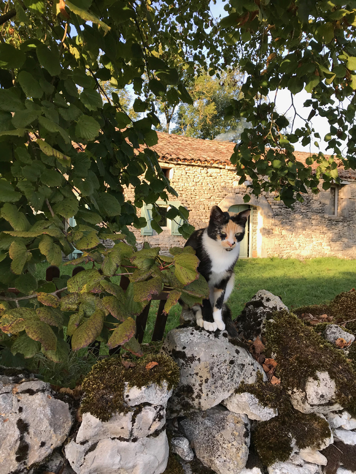 Lola sur le muret de la maison