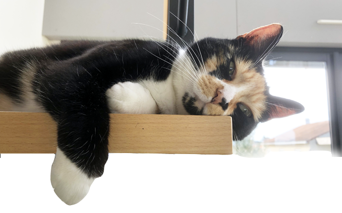 Lola se reposant dans l'escalier